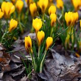 Jub Crocus bloembollen - Bruinrood/Geel