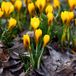 Jub Crocus bloembollen - Bruinrood/Geel