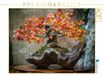 CALVENDO Puzzel Bonsai – De ziel van de natuur | 1000 stukjes legformaat 64 x 48 cm fotopuzzel voor gelukkige uren