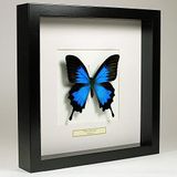 De Museumwinkel.com Papilio ulysses - Echte opgezette vlinder gemonteerd onder glas in handgemaakte zwart houten lijst