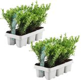 Plants by Frank - 12x Ilex Crenata Jenny, Hulst Planten, Ø 7 cm | Hulst als buxusvervanger, Winterharde haagplanten, Compacte vorm, Lage hagen, Diameter 7 cm, Hoogte: 15 cm