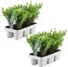 Plants by Frank - 12x Ilex Crenata Jenny, Hulst Planten, Ø 7 cm | Hulst als buxusvervanger, Winterharde haagplanten, Compacte vorm, Lage hagen, Diameter 7 cm, Hoogte: 15 cm