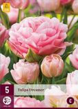 jub Tulipa Dreamer JUB, 5 bloembollen