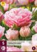 jub Tulipa Dreamer JUB, 5 bloembollen