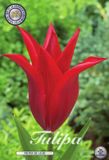 Dutch Flower Lady Pieter de Leur Lilyflowering Tulpenbollen 10 stuks bolmaat 12+