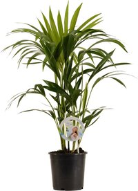 Kentia Palm – ↨ 80cm – ⌀ 19cm