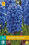 Jub Bol Hyacint Blue Jacket bloembollen 5 stuks