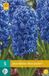 Jub Bol Hyacint Blue Jacket bloembollen 5 stuks