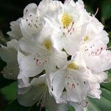 Arborix Rhododendron Rhododendron 'Madame Masson' - 40-50 cm in pot