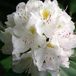 Arborix Rhododendron Rhododendron 'Madame Masson' - 40-50 cm in pot