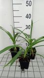 GRDplanten Groendecor Tuinarchitectuur 6x Afrikaanse lelie - Agapanthus hybr. Twister'® | 9x9 cm pot