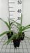 GRDplanten Groendecor Tuinarchitectuur 6x Afrikaanse lelie - Agapanthus hybr. Twister'® | 9x9 cm pot