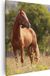 Artaza Canvas Schilderij Bruin Paard In De Wei - 40x50 - Canvas Print