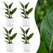 boutiQ - Strelitzia Reginea - Paradijsvogelbloem - 4 Planten - met Potter Wit - Pot 12cm - Hoogte - 35cm