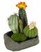Flair Flower Kunstcactussen in steen, 19 x 15 x 14 cm