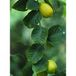 MSA Herboplanet Msa Citrus Limonum 50 ml