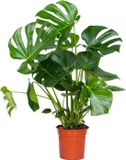 Merkloos / Sans marque Herbie B.V. Monstera Deliciosa - Gatenplant - Kamerplanten - Luchtzuiverend - Gemakkelijk in onderhoud - Hoogte 70-80 cm - Pot 21 cm