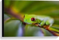 Merkloos / Sans marque Take your time Canvas - Exotische Gifgroene Kikker met Rode Ogen op Groen Blad - 60x40 cm Foto op Canvas Schilderij