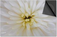 Dietrix Inductie Beschermer - 60x60 - Flowers 18 - Dahlia wit close up