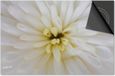 Dietrix Inductie Beschermer - 60x60 - Flowers 18 - Dahlia wit close up