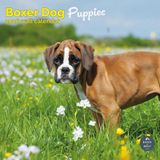 Baker & Bray Boxer Puppies Kalender 2027 Wandkalender Dieren NL