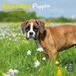 Baker & Bray Boxer Puppies Kalender 2027 Wandkalender Dieren NL