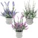 Unyqoos Plantes artificielles