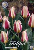 Dutch Flower Lady Mary Ann Greigii Tulpenbollen 10 stuks bolmaat 12+