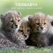 Tushita Baby Animals Kalender 2027