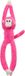 Fuchsia Suspendu fuchsia, également connu sous le nom de "Małpka
