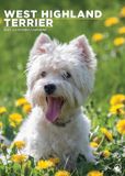 CalendarsRUs West Highland White Terrier A3 Kalender 2027 Wandkalender