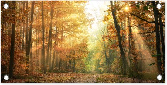 GreatGardenPosters Tuinposter Bos - Herfst - Zon - Landschap - Natuur - Bomen - Bladeren - 60x30 cm - Tuindoek - Buitenposter