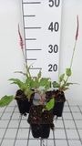 GRDplanten Groendecor Tuinarchitectuur 6x Duizenknoop - Persicaria ampl. 'Fascination' | 9x9 cm pot