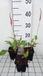 GRDplanten Groendecor Tuinarchitectuur 6x Duizenknoop - Persicaria ampl. 'Fascination' | 9x9 cm pot