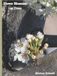 Flower Blossoms on Trees: Coffee Table Book