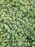 GRDplanten Groendecor Tuinarchitectuur 6x Phyteuma - Phyteuma scheuchzeri | 9x9 cm pot