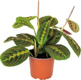 Bloomique - Maranta Tricolor - Gebedsplant - Hangplant - Kamerplant - Luchtzuiverend - Diervriendelijk - Hoogte 10-20 cm