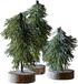 LOBERON Boompje set van 3 Lonzac groen