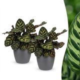 Green boutiQ Calathea Makoyana Pauwenplant - 2 Planten - Pot 12cm - Hoogte 25cm