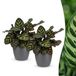 Green boutiQ Calathea Makoyana Pauwenplant - 2 Planten - Pot 12cm - Hoogte 25cm