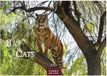 Big Cats Kalender 2027 - Wandkalender | Fotokalender Tierkalender 24x35cm