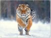 Affiche extérieur Tigre - Paysage - Neige - Hiver - 160x120 cm - Toile de jardin - Décoration murale