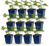 Plantenboetiek.nl | Geranium Johnson's Blue - Ooievaarsbek - Bodembedekkend - Blauw - 12 Planten - Ø11cm - 15-25cm hoog - Tuinplant
