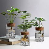 Merkloos / Sans marque Holland Connections 3 stuks kweekstations - Bureauterrarium met houten schaal en deksel voor het kweken van hydrocultuurplanten - Decoratie voor kantoor en thuis - Exclusief planten