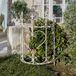 LOBERON Bramwell Klimplantenrek