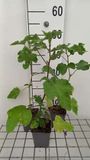 GRDplanten Groendecor Tuinarchitectuur 6x Malvastruik - Lavatera hybr. 'Burgundy Wine' | 9x9 cm pot