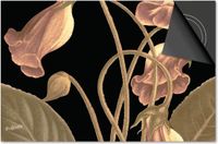 Dietrix Inductie Beschermer 59x52 - Botanical - Kelken roze op zwart