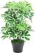 Unyqoos® Plante artificielle Schefflera (Arboricola)