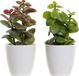 DKD Home Decor Decoratieve plant Oranje Groen Keramiek Polypropeen (PP) (9.8 x 8 x 18 cm) (2 stuks)