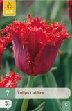 Jub Tulipa calibra 7st JUB